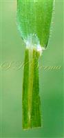  Ligule